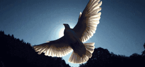 640.gif
